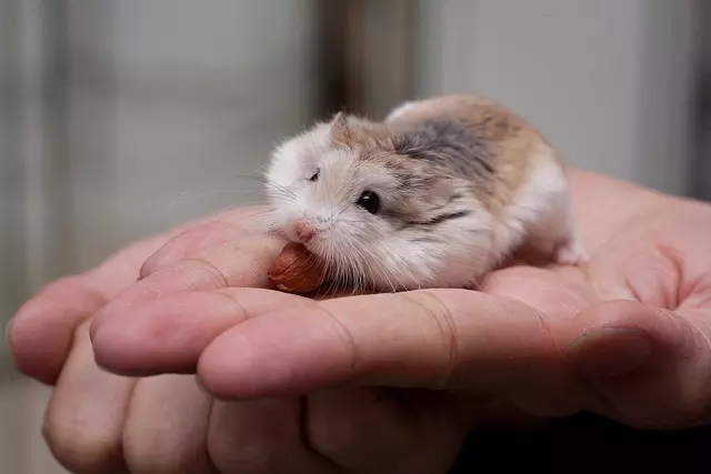 Скільки років живуть хомʼяки в домашніх умовах