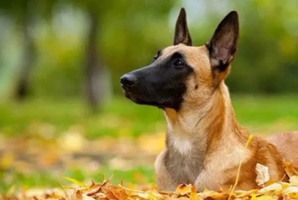 Бельгійська вівчарка Малінуа