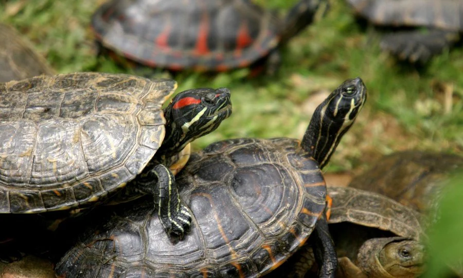 Чим годувати червоновухих черепах