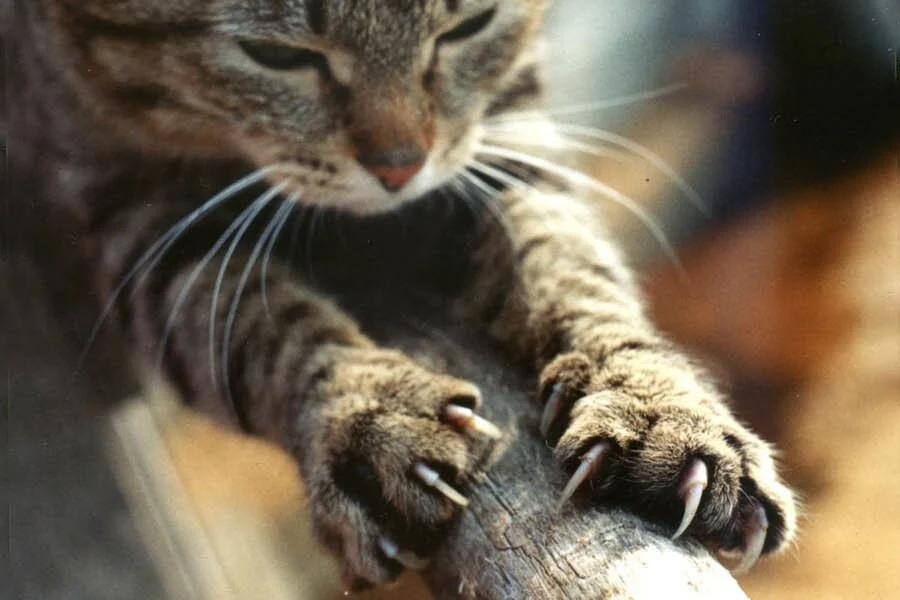 Як правильно підстригти кігті кішці