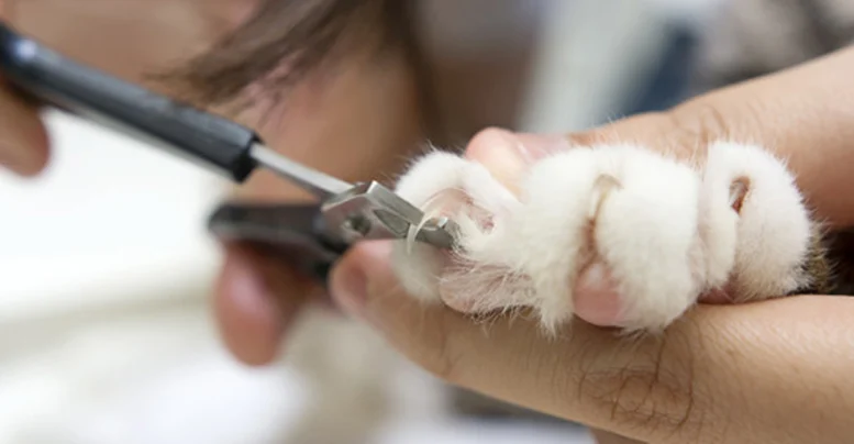 Як правильно підстригти кігті кішці