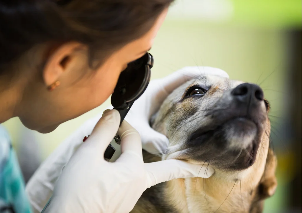 Червоні очі у собак