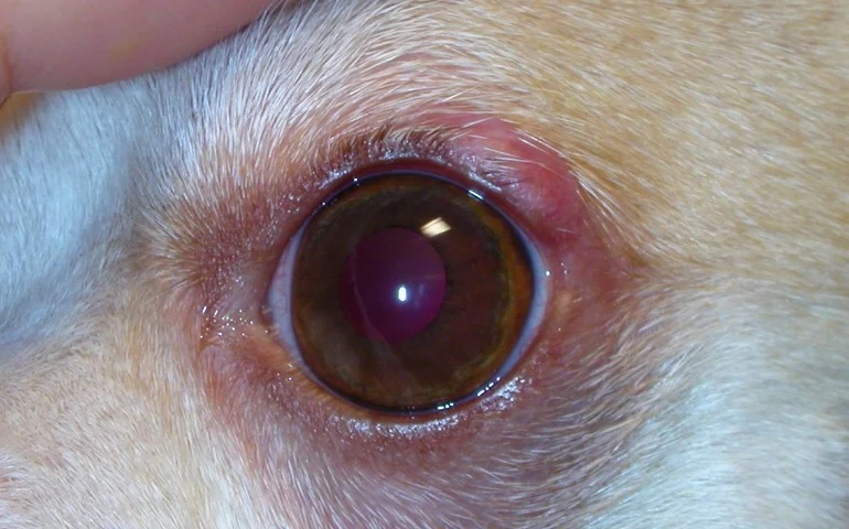Червоні очі у собак