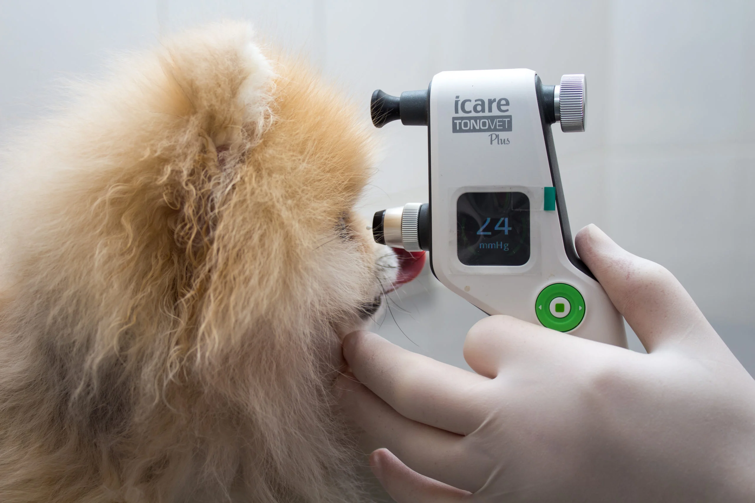 Червоні очі у собак