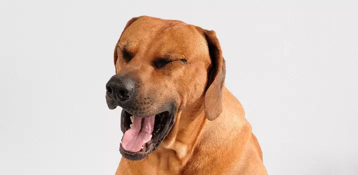 Як лікувати кашель у собак