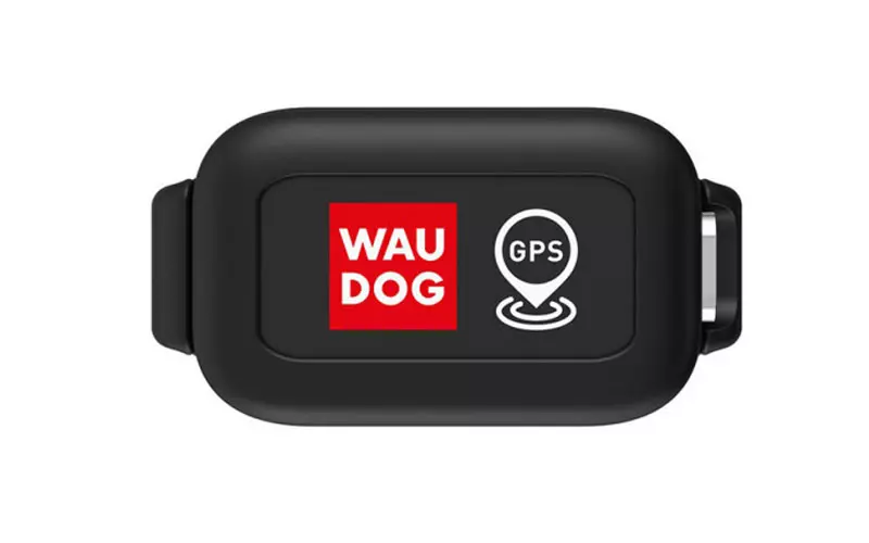 Як знайти собаку якщо вона загубилася