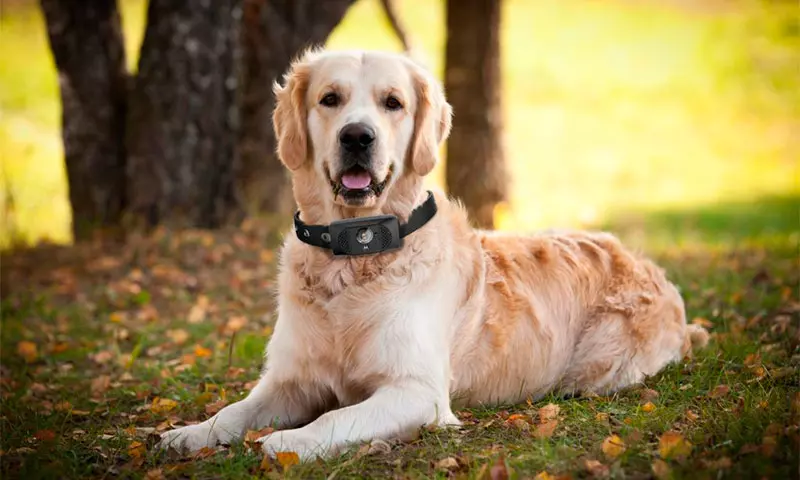Як знайти собаку якщо вона загубилася