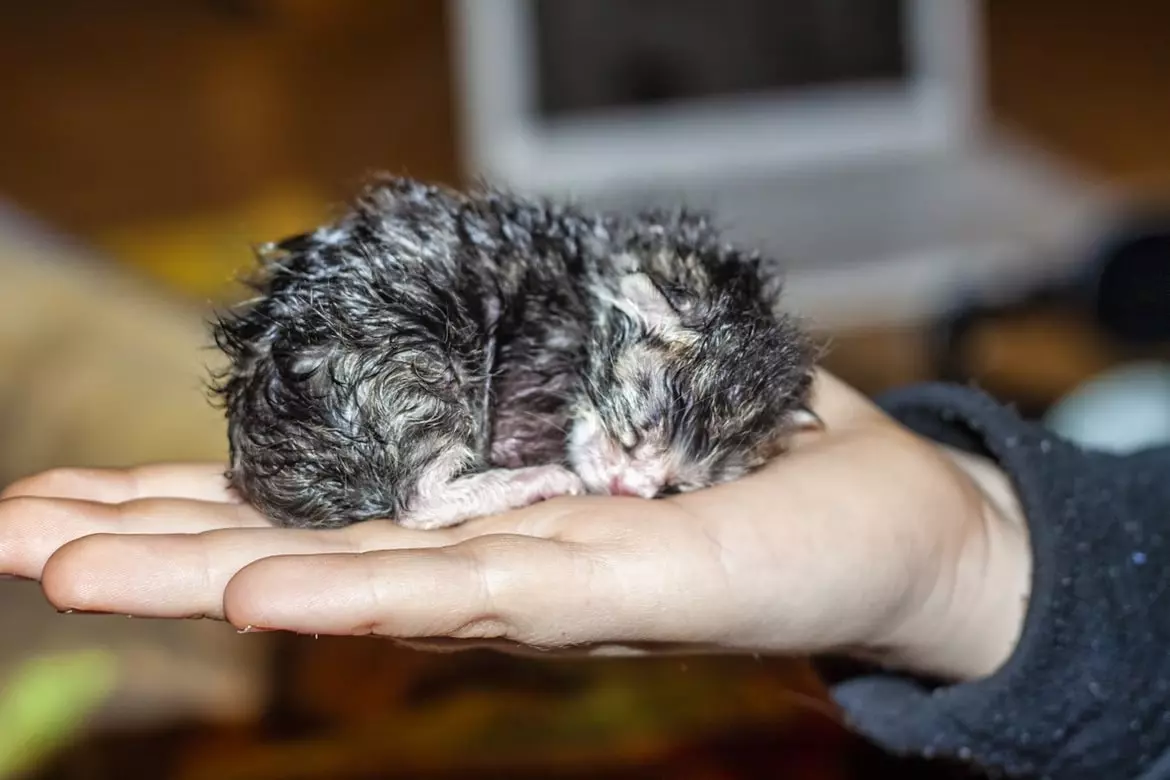 Новонароджене кошеня: чим годувати і як доглядати