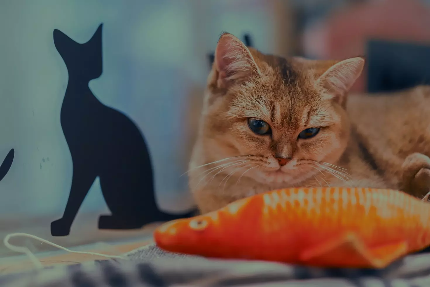 Чи можна годувати кішку рибою