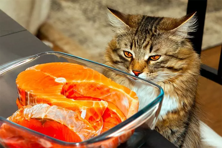 Чи можна годувати кішку рибою