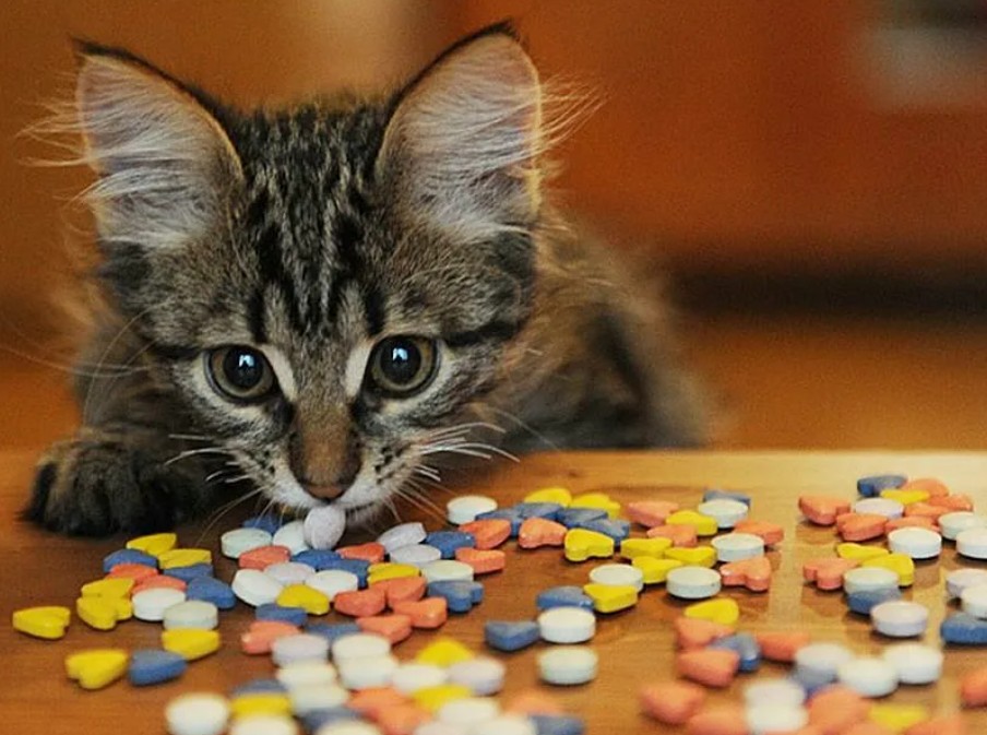 Як давати пігулку вихованцю