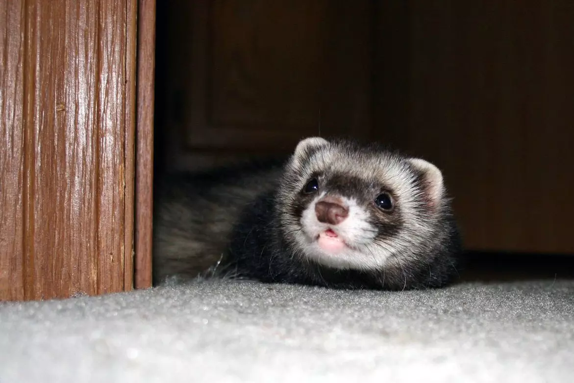 Чим годувати і як доглядати тхора