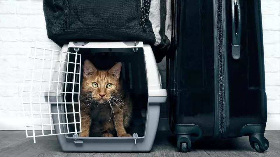 Вихованець в умовах війни: як заспокоїти, що зібрати в дорогу