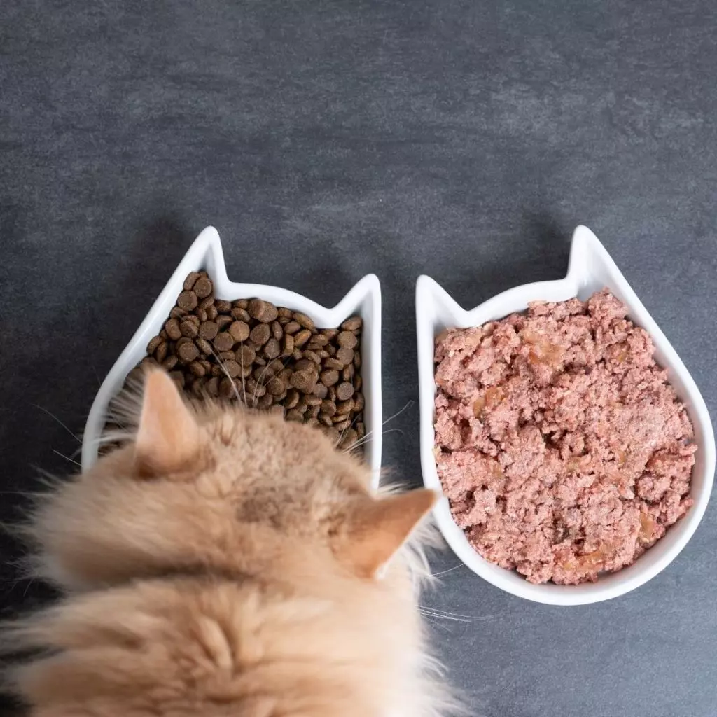 Що робити, якщо з магазинів зник корм