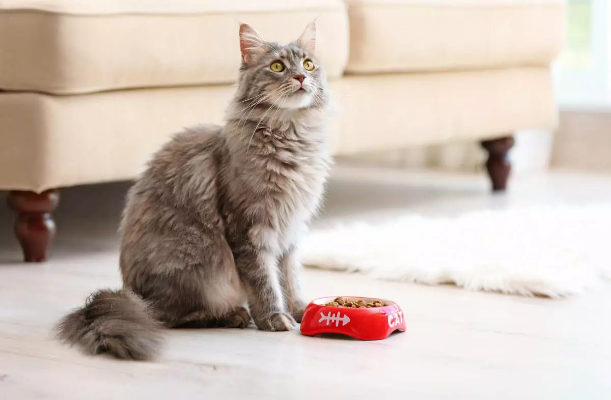 Особливості годування кастрованих котів